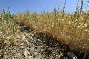 secheresse plateau de Saclay