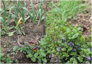 Fleurs au potager 3