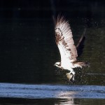 Balbuzard pecheur Etang de saclay aout 2012 - Philippe Ettinger