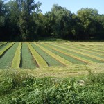 Lignes de dégradé en vert des cressonnières de Mérévill - Albine & Jérôme Villeger